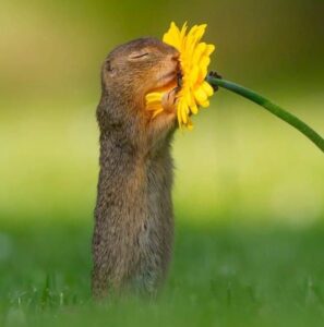 Calm squirrel in nature with flower